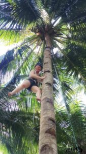 the philippine experience coconut tree climbing
